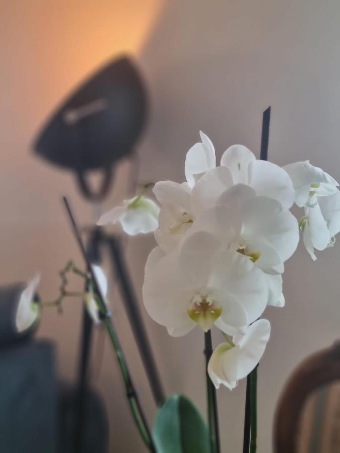 Wellness Ferienhaus 梅谢尼希 外观 照片